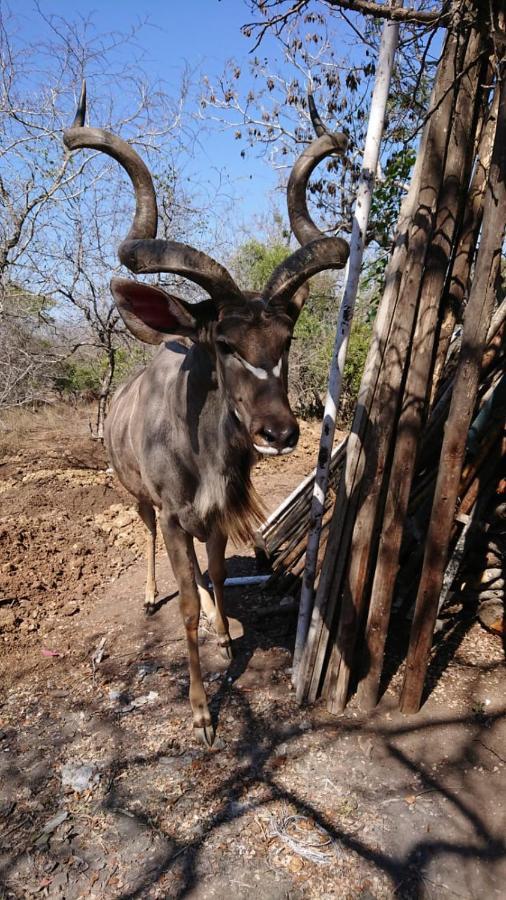 Svh Bush Lodge Marloth Park Exteriör bild